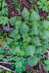 Photo of a nettle plant. Nettle with fluffy green leaves. The first greens.