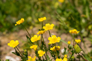 Der Hahnenfuß, auch bekannt unter dem Namen Butterblume, blüht im Frühjahr und Sommer auf den Wiesen. Die Blüte ist gold-gelb.
