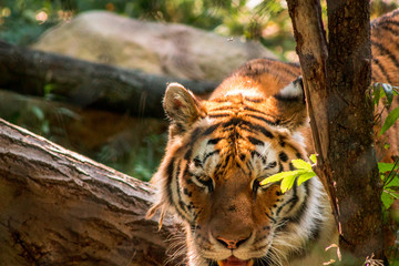 Tiger prowling in its enclosure on a sunny summer day at the John Ball Zoo