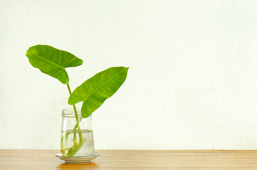 Burle Marx Philodendron,heart shaped green leaves plant in glass jar with water on wooden table...