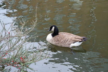 Ducks floating on Camden town Regent canal, in London