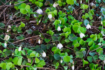 Rabbit cabbage a tree sorrel blooms in the forest with white flowers in early spring.
