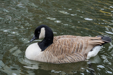 Ducks floating on Camden town Regent canal, in London