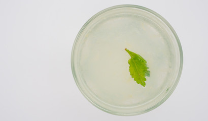 Homemade fresh lime juice and water with sugar syrup.  Lemon balm leaf for flavour and decoration. Copy space