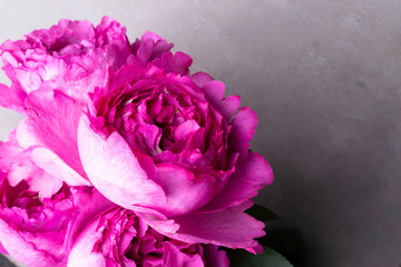 Obraz premium Pion-shaped roses, a bouquet of pion-shaped roses on grey background