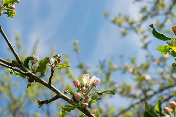 Der Apfelbaum blüht im Frühjahr mit weiß-rosa-farbenen Blüten. Die Bienen sammeln dort im April Nektar.