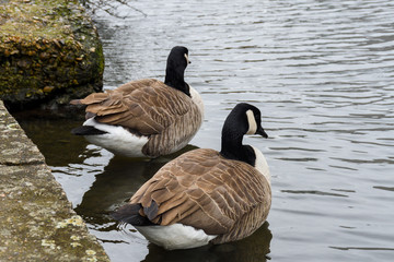 Ducks floating on Camden town Regent canal, in London