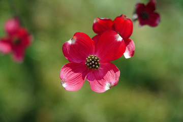 Close-up of a pink dogwood (cornus) flower on the tree in the spring