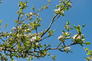 Der Apfelbaum blüht im Frühjahr mit weiß-rosa-farbenen Blüten. Die Bienen sammeln dort im April Nektar.