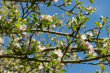 Der Apfelbaum blüht im Frühjahr mit weiß-rosa-farbenen Blüten. Die Bienen sammeln dort im April Nektar.