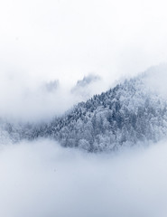 snow trees in the mist 1
