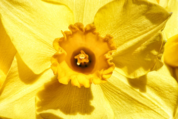 Nahaufnahme einer gelben Narzisse, Osterglocke, Schärfe auf den Staubgefäßen