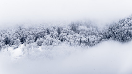 Obraz na płótnie Canvas snow trees in the mist 4