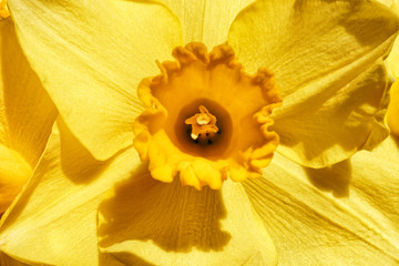 Nahaufnahme einer gelben Narzisse, Osterglocke, Schärfe auf den Staubgefäßen