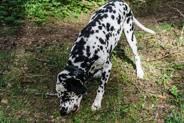 Photo of a dog of the Dalmatian breed walking through the forest.