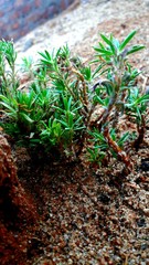 green moss on the till