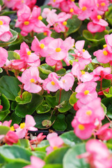 Begonias,semperflorens begonias,in the garden