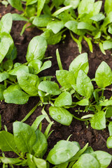  Fresh spinach in the garden. The concept of agriculture, farming. Eco products growing in a greenhouse.
