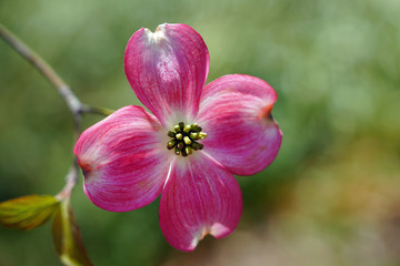 Fototapeta na wymiar Close-up of a pink dogwood (cornus) flower on the tree in the spring