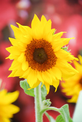 Naklejka premium Helianthus annuus, small and potted sunflowers. dwarf helianthus