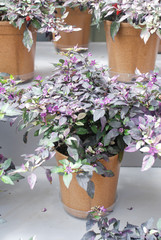 Ornamental pepper (dwarf pepper, Capsicum annuum)