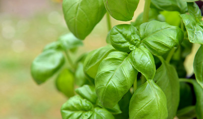 close on freshness green  leaf of basil growing in garden