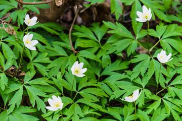 White forest anemones in the forest - wood anemone, anemone. The first forest flowers.