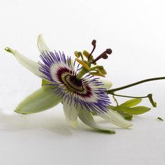 Beautiful blue Passion flower on a white background