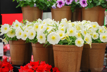 Petunia in the pot, light yellow petunia