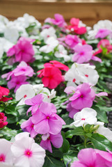 foliage vinca flowers, mixed vinca flowers (madagascar periwinkle)