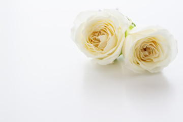 White Rose. Flower background image.