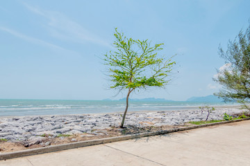 The tree on the rock and concrete coast which was made by human to protect the beach erosion in Pranburi Thailand May 12, 2018