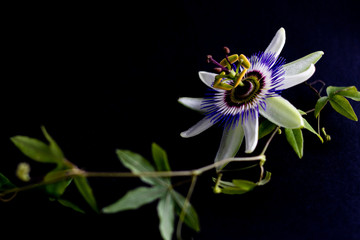 Beautiful blue Passion flower on a black background