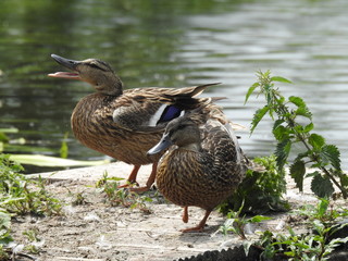 Kaczki na słońcu się ogrzewają © Rafal