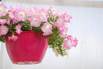 Petunia ,Petunias in the tray,Petunia in the pot, Pink color petunia