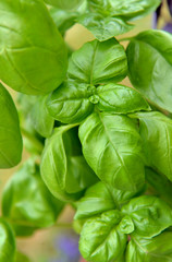 close on freshness green  leaf of basil growing in garden