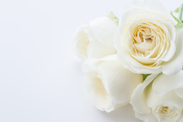 Fototapeta premium White Rose. Flower background image.