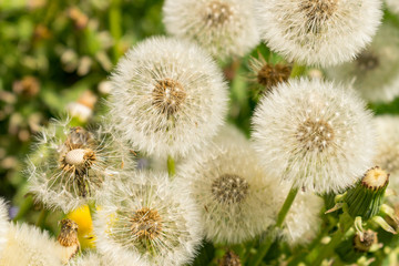 Die Pusteblume steht für Hoffnung, Wünsche, Neubeginn, aber auch Vergänglichkeit.