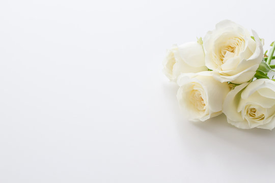 White Rose. Flower background image.