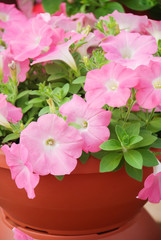 Petunia in the pot, Mixed color petunia