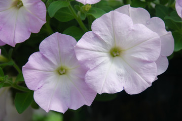 Petunia in the pot, lilac color petunia