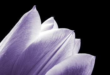 Purple Tulip 1