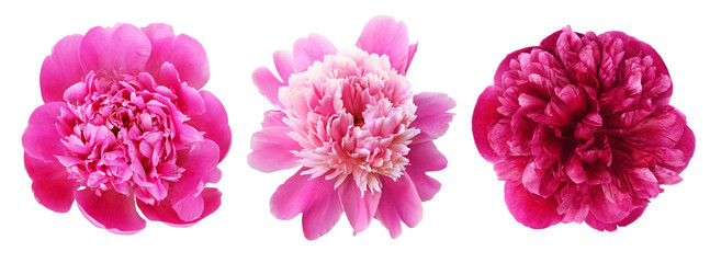 Set of pink peony flowers