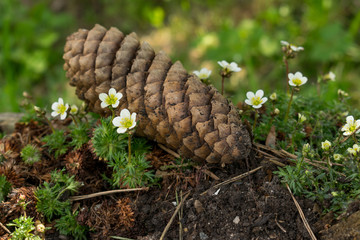 Die Steinbrech blüht mit zarten cremefarbenen Blüten. Ein naturnah angelegter Garten bietet Lebensraum für viele Insekten und andere Tiere.