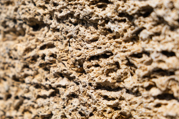 Brick wall of yellow shell rock. Closeup of shell stone texture. Background.