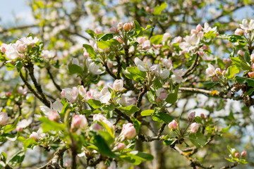 Der Apfelbaum blüht im Frühjahr mit weiß-rosa-farbenen Blüten. Die Bienen sammeln dort im April Nektar.