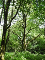 Fototapeta na wymiar Drzewo w lesie