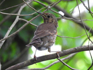 Ptak siedzący na gałęzi