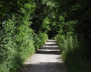 Dr&oacute;żka wśr&oacute;d zieleni