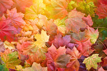Naklejka na ściany i meble Yellow, green and red tree autumn leaves and berries frame composition on old wooden background. Great season texture with fall mood. Nature september and october background. Copy space, top view.